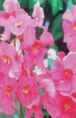 Incarvillea Chinese Trumpet Pink Xtra Large Bulbs