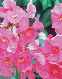 Incarvillea Chinese Trumpet Pink Xtra Large Bulbs