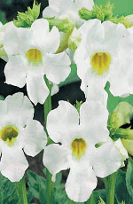 Incarvillea Snow White  Xtra Large Bulbs