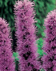 Liatris Spicata Xtra Large Bulbs