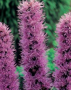 Liatris Spicata Xtra Large Bulbs