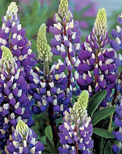 Lupins Blue Xtra Large Bulbs