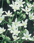 Ornithogalum Star of Bethlehem Xtra Large Bulbs