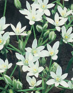 Ornithogalum Star of Bethlehem Xtra Large Bulbs