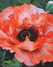 Papaver Picotee Xtra Large Bulbs