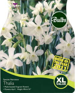 Narcissi Thalia Bulbs - XL Value Range