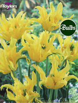 Yellow Spider - New & Spectacular Tulip Bulbs