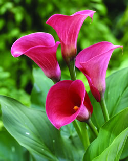 Captain Romance -Zantedeschia Bulb