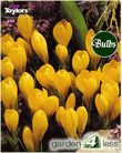 Crocus  Bulbs - Yellow - Large Flowering Crocus