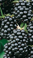 Fruit Canes - Blackberry (Rubus)