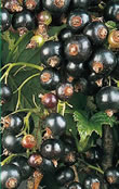 Fruit Canes - Blackcurrant (Ribes Nigrum)