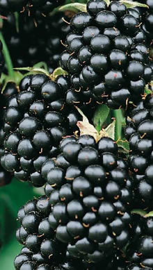 Fruit Canes - Blackberry (Rubus)