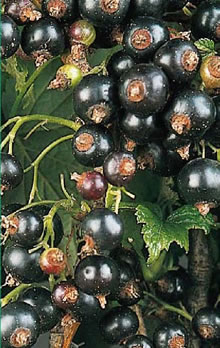Fruit Canes - Blackcurrant (Ribes Nigrum)