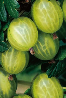 Gooseberry Canes (Ribes Uva-Crispa)