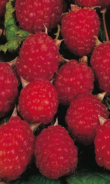 Fruit Canes - Raspberry (Rubus Idaeus)