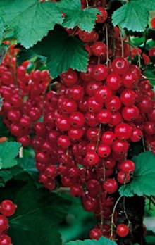 Redcurrant Canes - (Ribes Rubrum)