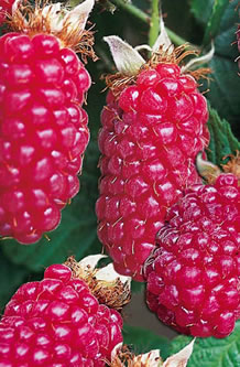 Tayberry Canes (Rubus Tayberry)