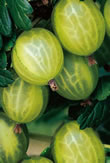 Gooseberry Canes (Ribes Uva-Crispa)