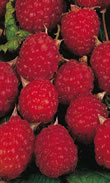Fruit Canes - Raspberry (Rubus Idaeus)