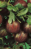 Fruit Canes - Red Gooseberry (Ribes Uva Crispa)