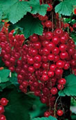 Redcurrant Canes - (Ribes Rubrum)