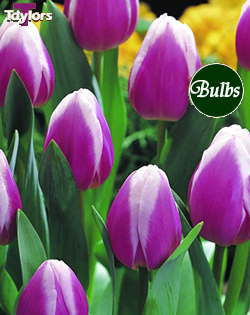 Valentine - Cottage Garden Tulip Bulb