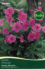 Delavayi - Incarvillea Bulb