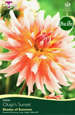 Okapis Sunset - Decorative Dahlia