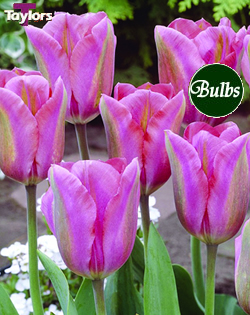 Palestrina - Cottage Garden Tulip Bulb