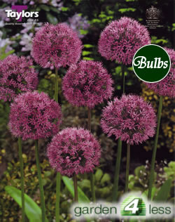 Allium Aflatunense Bulbs