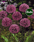 Allium Aflatunense Bulbs