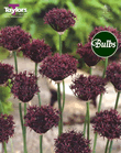Allium Atropurpureum Bulbs