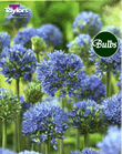 Allium Caeruleum Bulbs