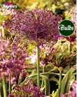 Allium Christophii Bulbs