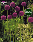 Allium Giganteum Bulbs