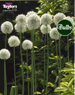 Allium Mount Everest Bulbs