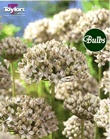 Allium Nigrum Bulbs