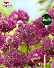 Allium Purple Sensation Bulbs
