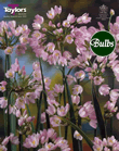 Allium Roseum Bulbs