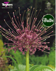 Allium Schubertii Bulbs