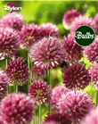 Allium Sphaerocephalon Bulbs