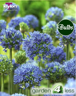 Allium Caeruleum Bulb