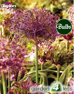 Allium Christophii Bulbs