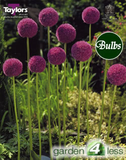 Giganteum Allium