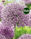 Allium Gladiator Bulbs
