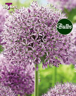 Allium Gladiator Bulbs