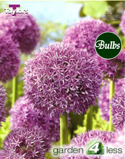 Allium Globemaster Bulbs
