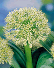 Allium Ivory Queen Lifestyle Collection Bulbs