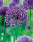 Allium Purple Sensation Lifestyle Collection Bulbs