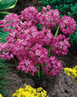 Rosy Bells Alpine Red Lifestyle Collection Bulbs